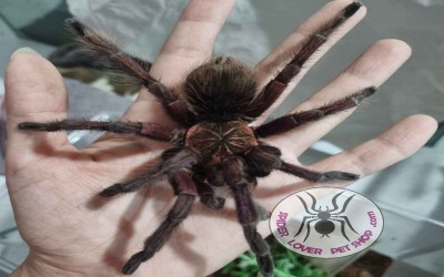 Pamphobeteus Platyomma Juvie Tarantula